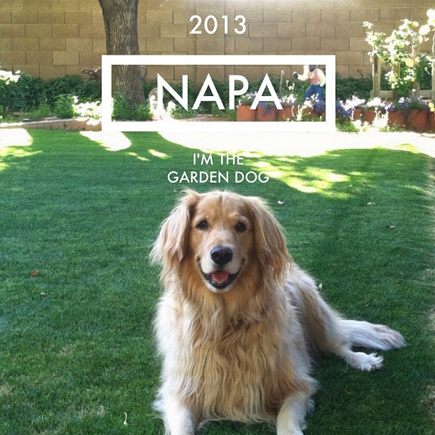 Our Napa loves hanging out in the garden. I hope she can someday be a vineyard dog.