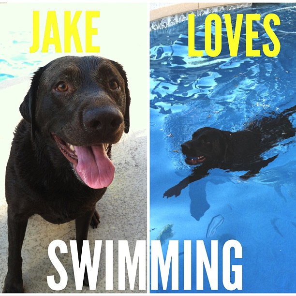 Jake had a blast this weekend showing me how he enjoys swimming. He will chase a ball until he passes out if he could.