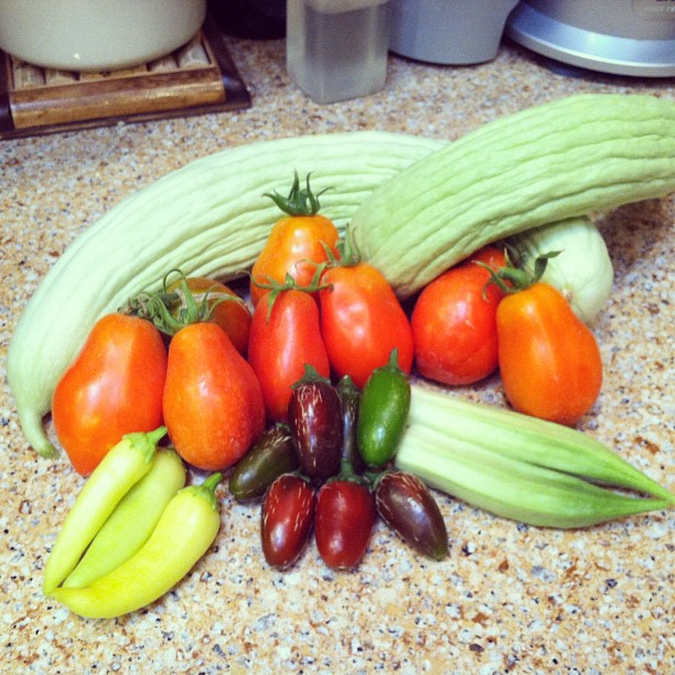 Harvest Day in our backyard #urbangarden #cucumbers #tomatoes #peppers #okra
