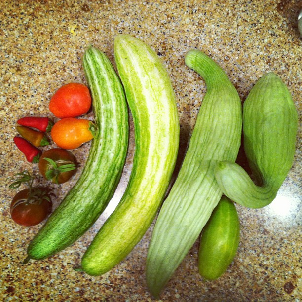 Wow! This was quite a harvest today! #urbangarden #cucumbers #tomatoes #peppers