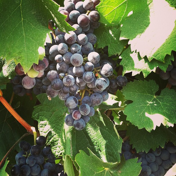 The grapes are almost ready for crushing!