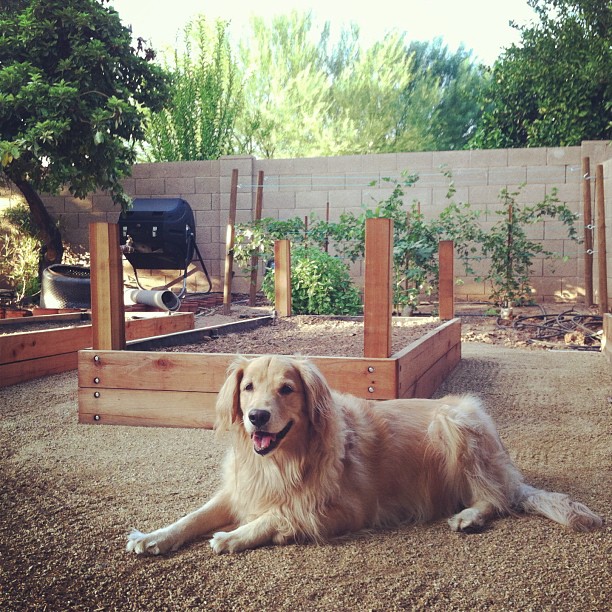Napa is ready for us to plant for the fall. #urbangarden #gardendog