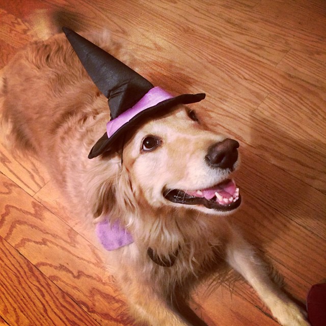 The witch was out tonight! #napathegolden #halloween