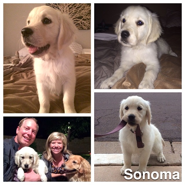 Welcome our newest family member Sonoma! She is an English Creme Golden Retriever #SonomaTheGolden