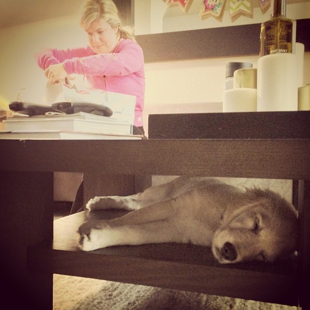 It's puppy nap time while @ashleycox_pals3 wraps gifts. #nopeeking #sonomathegolden