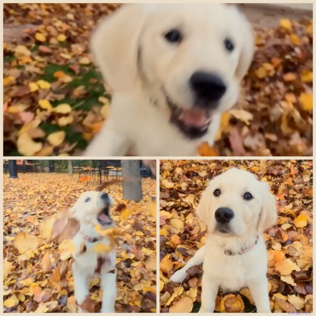 Sonoma had a blast playing in the leaves today. #winter #sonomathegolden