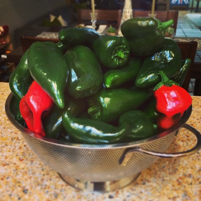 Merry Christmas! It's pepper harvest time! Time to start roasting #poblano #peppers #urbangarden