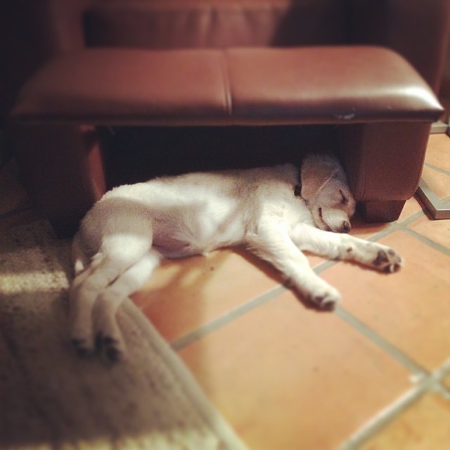 Sonoma loves to nap under the recliner. #sonomathegolden