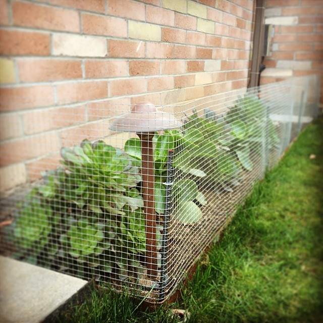 Succulent puppy protection is now up. #urbangarden #puppygonewild