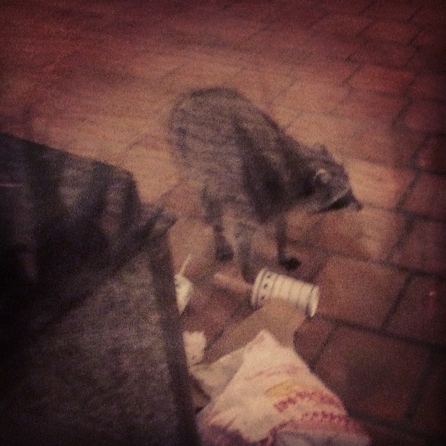 Our newest Shoot & Share member mostly enjoys when you share In-N-Out Burger. #unitedsb2014 #raccoon