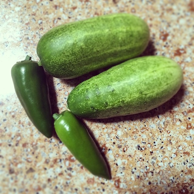 Our first harvest of the season. #urbangarden #cucumber #jalapeÃ±o