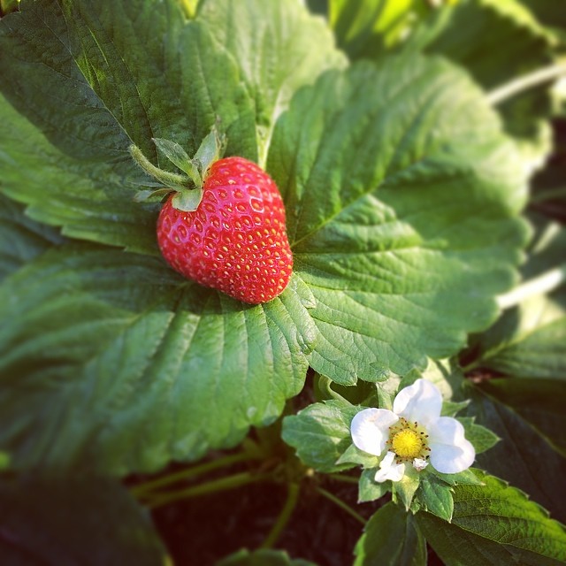 First strawberry! #urbangarden #strawberry #yum