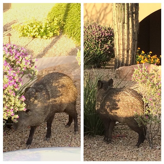 This javelina decided to make an appearance at the resort this weekend. #javelina #staycation #desert #copperwyndresort