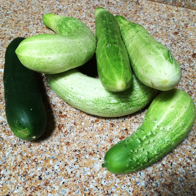 It was a big cucumber harvest this morning! It's our first set of burpless. #cucumber #urbangarden #timetomakepickles