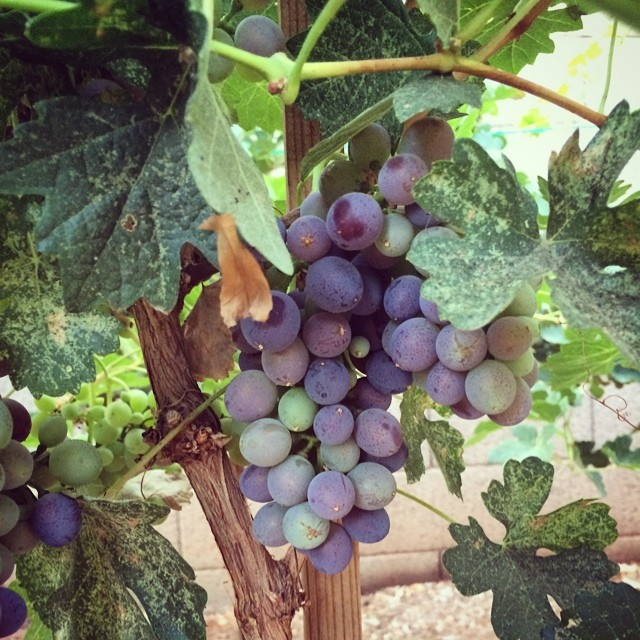 So amped that our Barbera grapes are starting their transition to purple. #urbanvineyard #barbera #az #winegrapes #vineyard