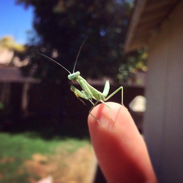 This little guy is hanging out in our garden today. #prayingmantis #urbangarden #backyard