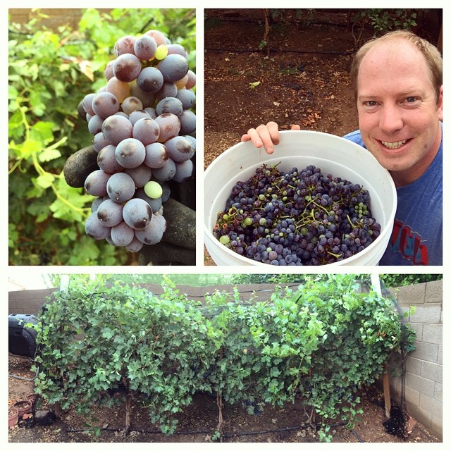 Harvest day at the Cox-Pals vineyard! #barbera #vineyard #urbanvineyard #letsmakewine #wine