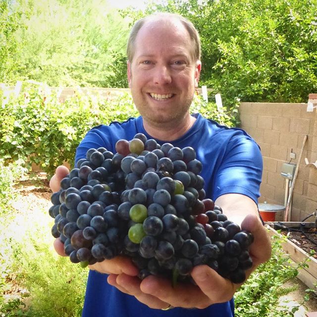 It's grape harvest time here in the heat of Phoenix. Check out the Barbera grapes from today. I'm hoping for a great first vintage wine! #Barbera #winemaking #wine #vineyard