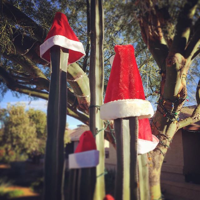 Merry Christmas from Arizona! #cactus #christmas #showiteer